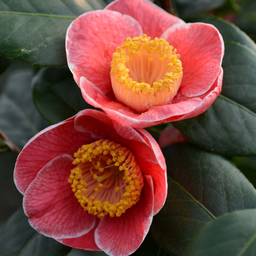 Camellia japonica Sanpei Tsubaki (Floración)