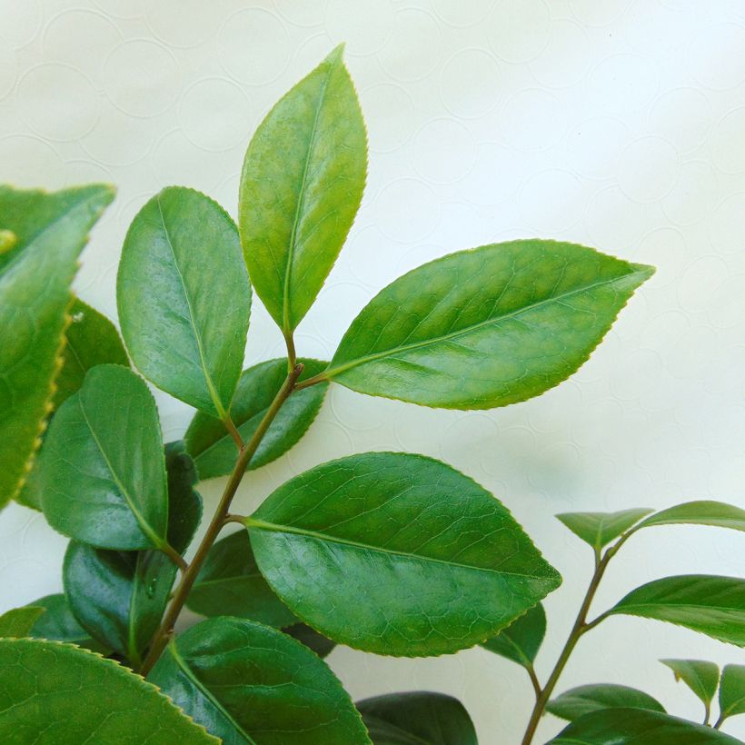 Camellia japonica Sanpei Tsubaki (Follaje)