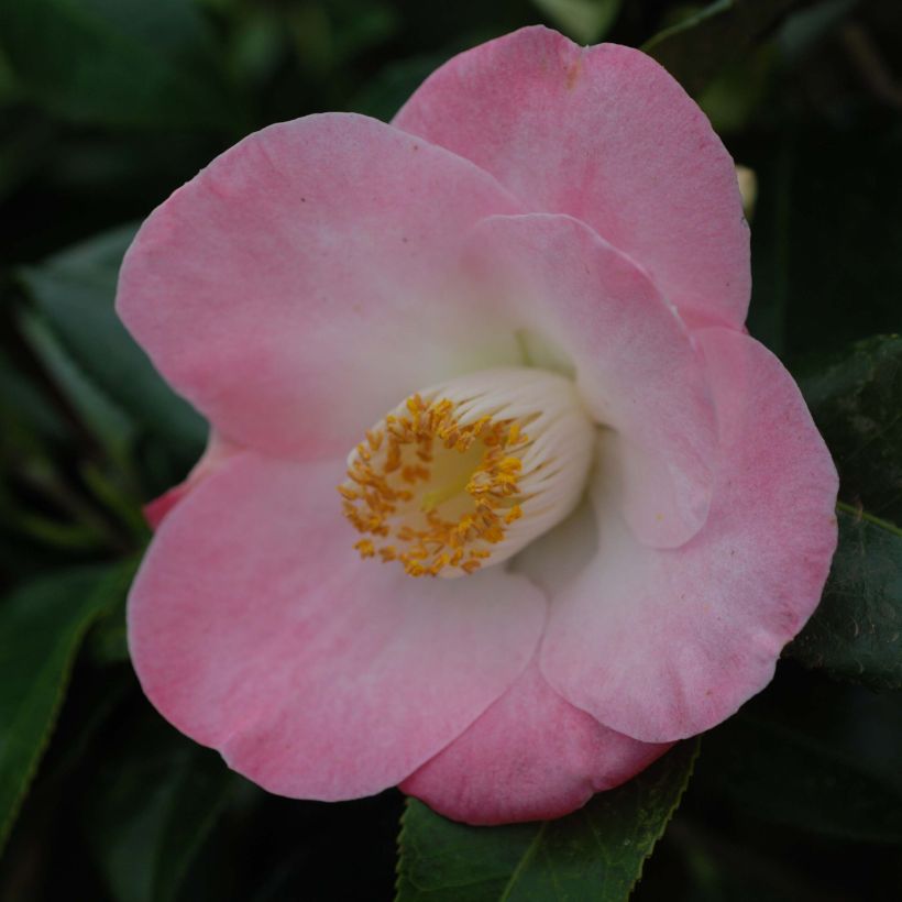 Camellia japonica Sunny Side (Floración)