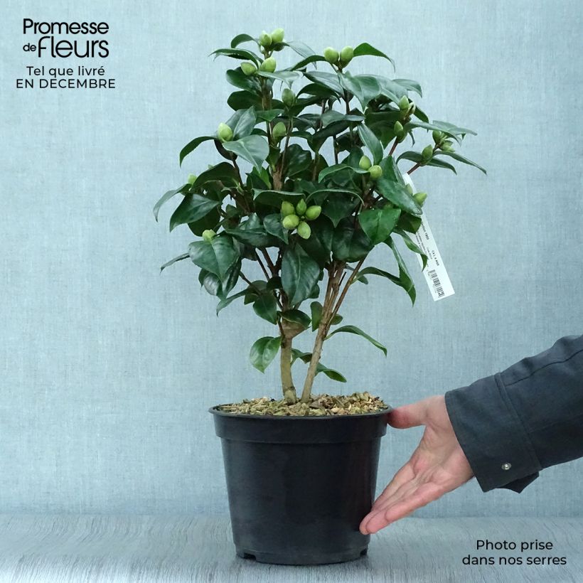 Camélia Valtevareda - Camellia japonica Pot de 4L/5L Ejemplar entregado en invierno