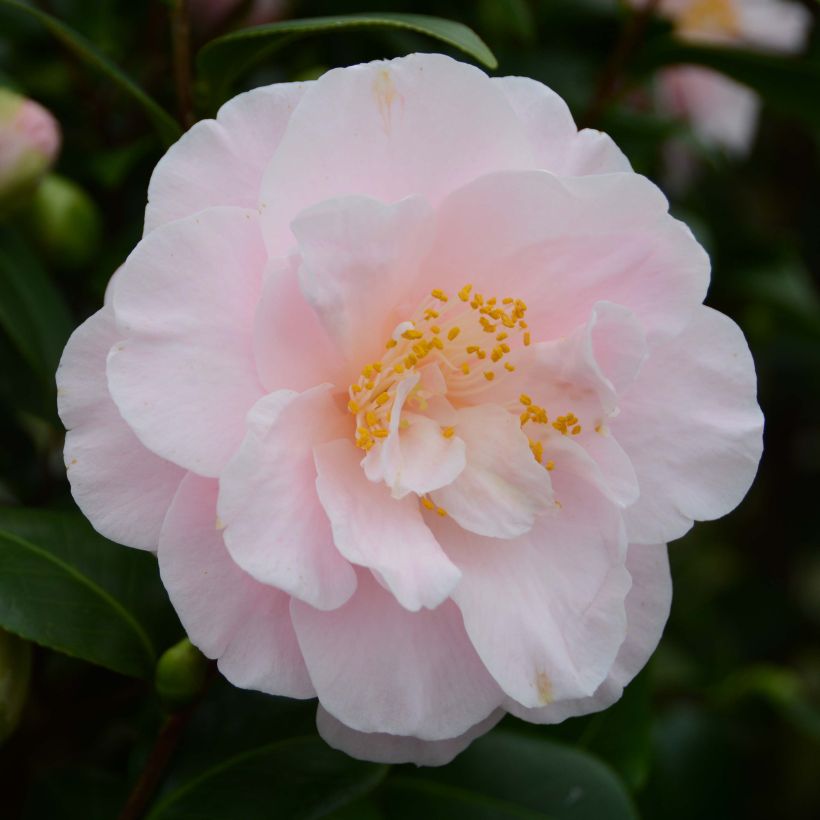 Camellia japonica Virginia Robinson (Floración)