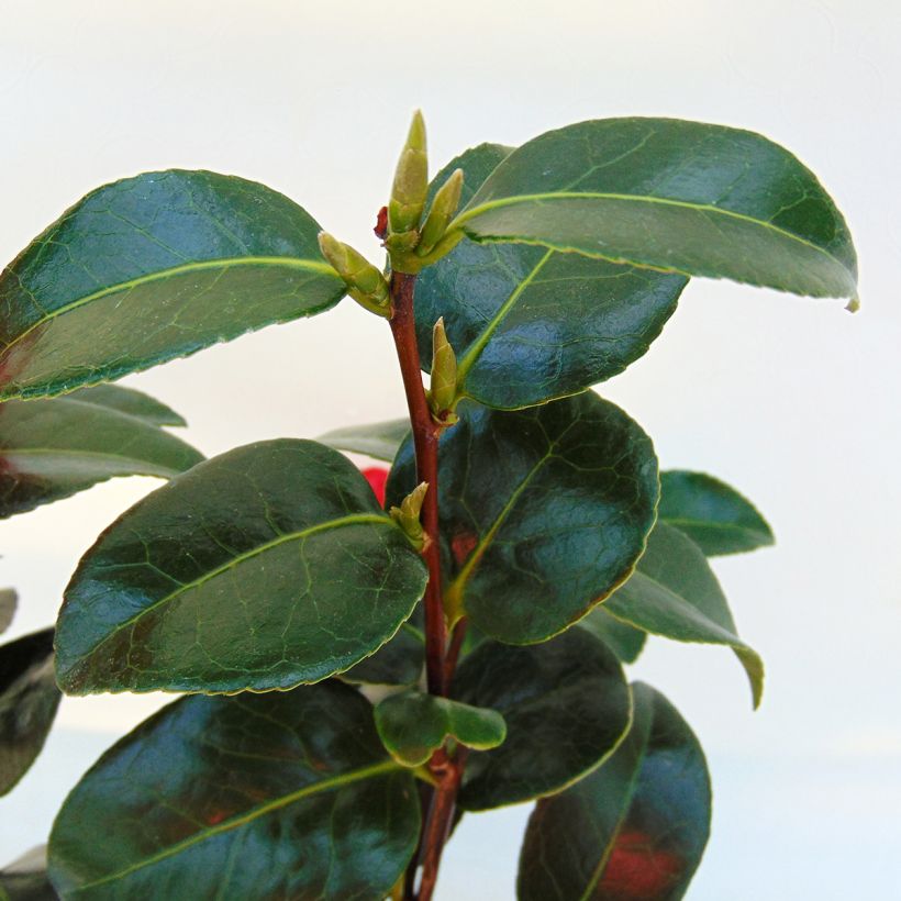 Camellia japonica Volunteer (Follaje)