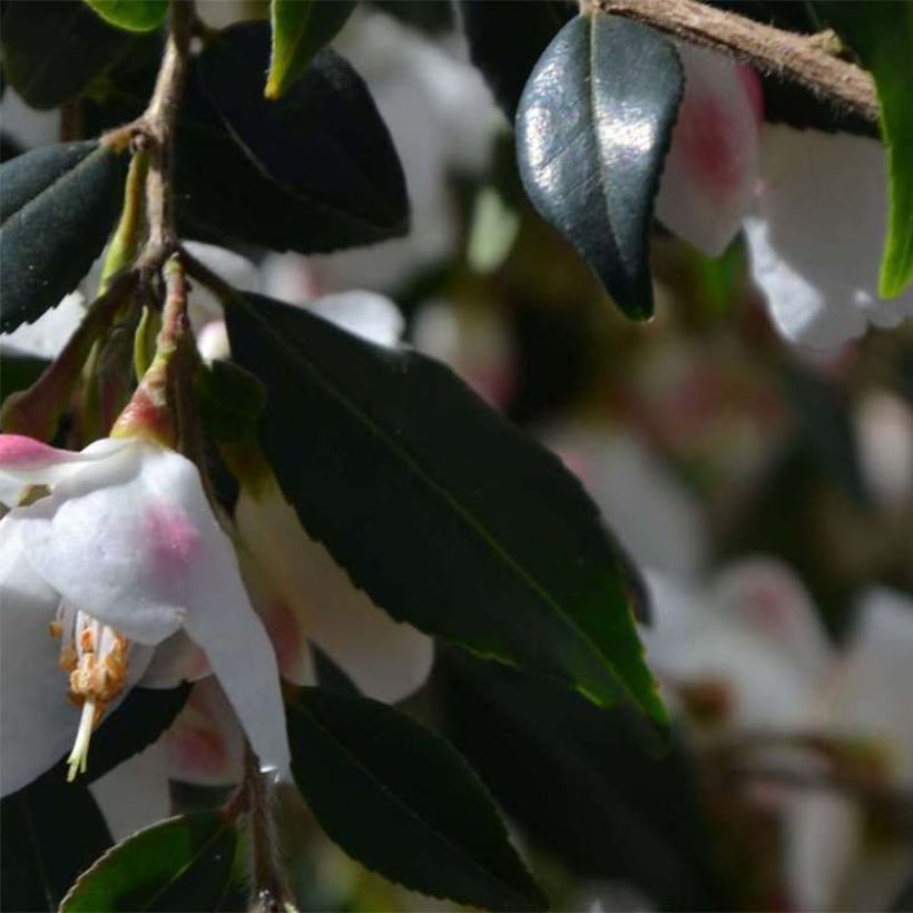 Camellia rosthoriana Cupido (Follaje)