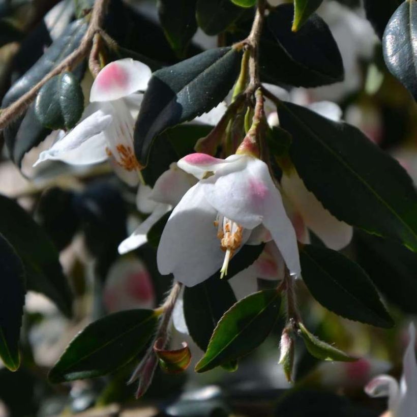 Camellia rosthoriana Cupido (Floración)