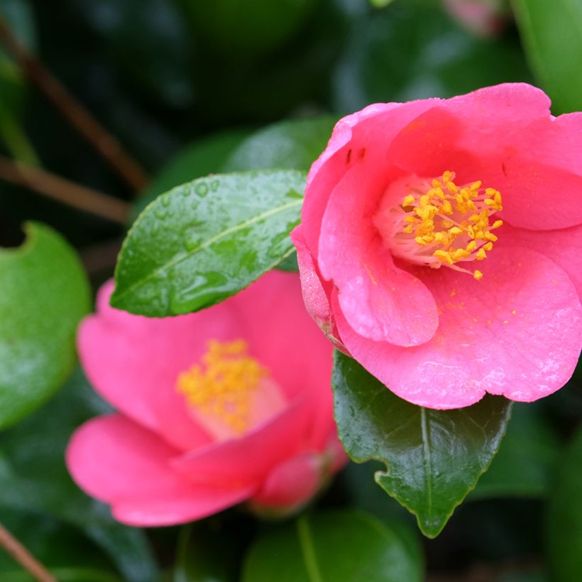 Camellia lutchuensis Koto No Kaori (Floración)