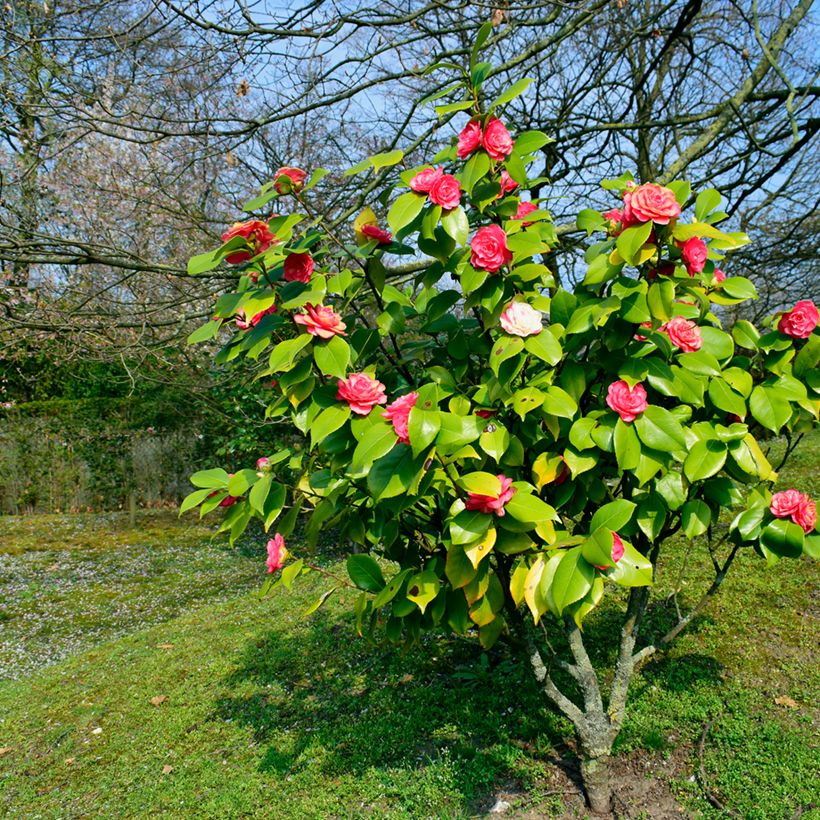 Camellia japonica chandleri Elegans (Porte)