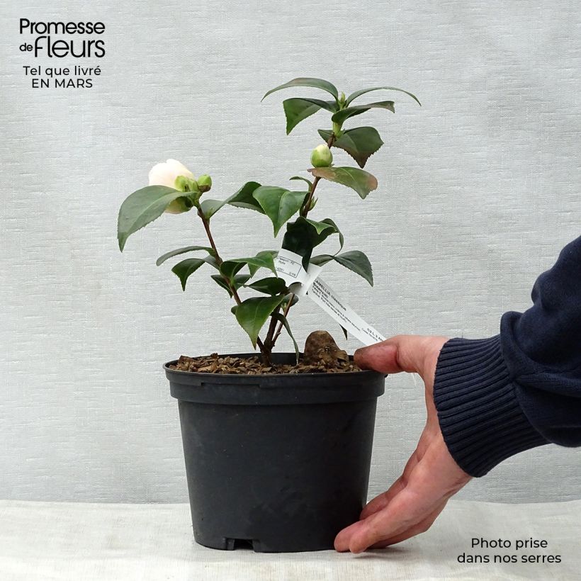 Camélia classique - Camellia Botanyuki Pot de 2L/3L Ejemplar entregado en la primavera