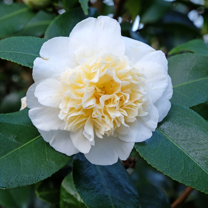 Camellia japonica Jury's Yellow (Floración)