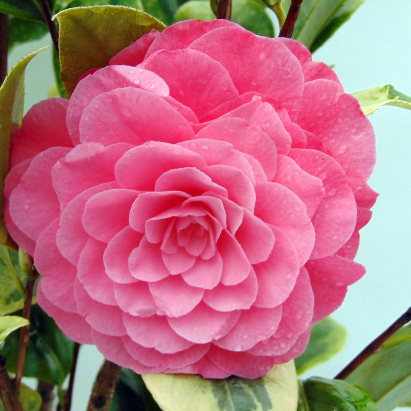 Camellia japonica Kerguelen (Floración)