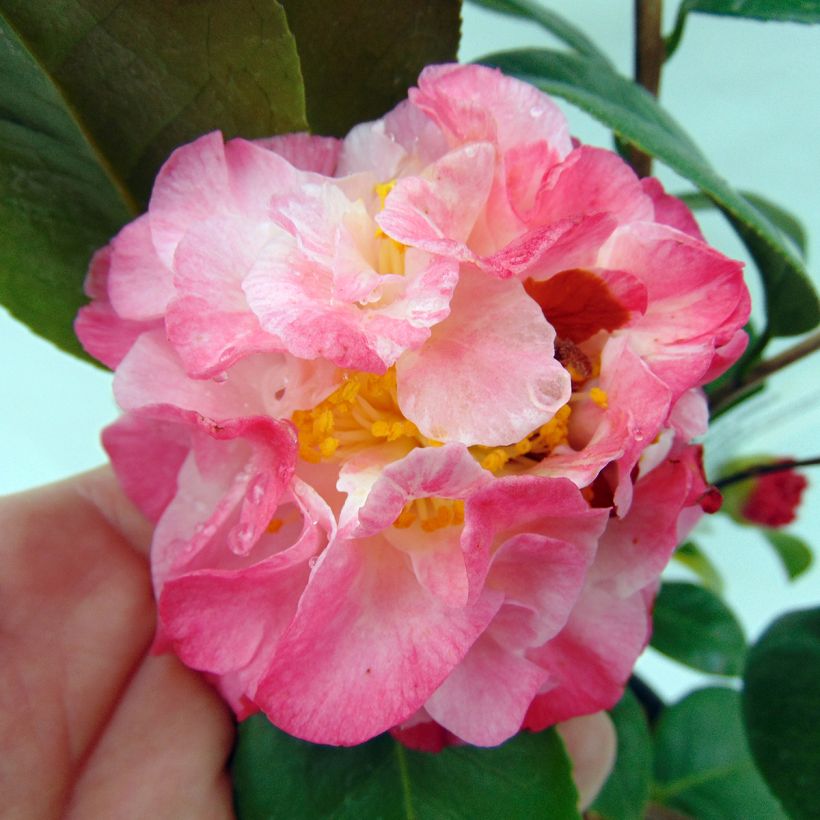 Camellia japonica Nuccio's Jewel (Floración)