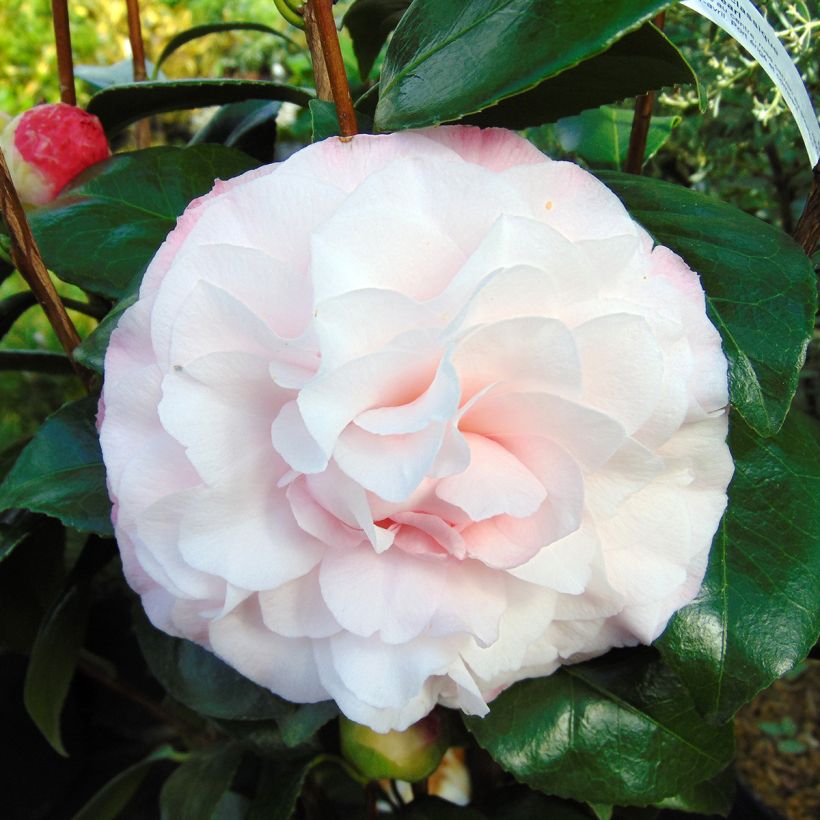 Camellia Nuccio s Pearl (Floración)