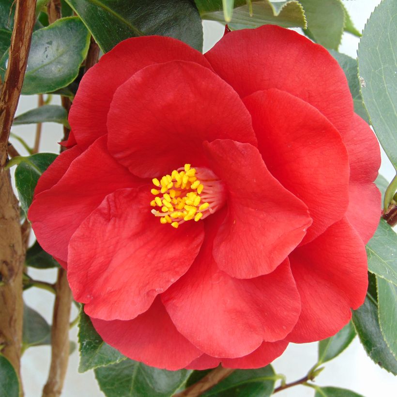 Camellia Royal Velvet (Floración)