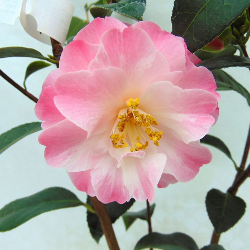 Camellia williamsonii Spring Daze (Floración)