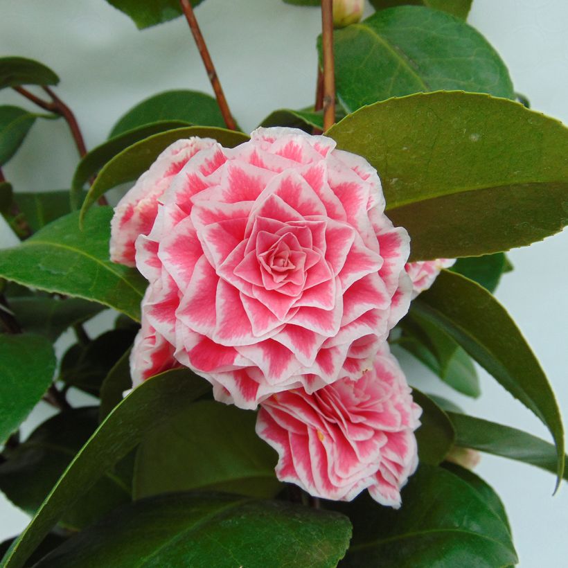 Camellia Tom Pouce (Floración)