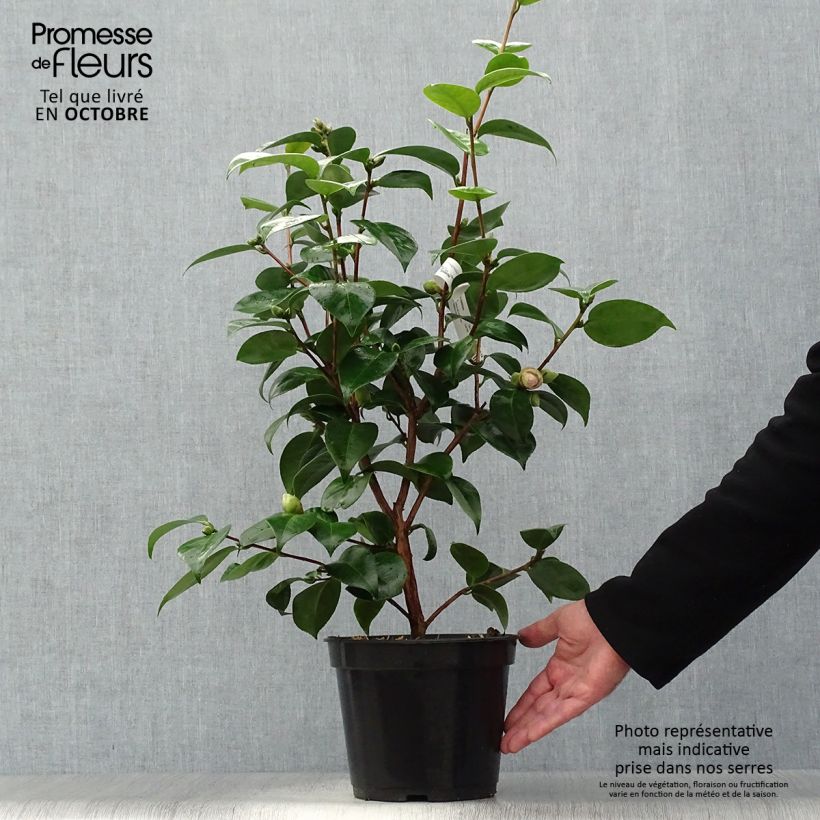 Ejemplar de Camélia classique - Camellia Tom Pouce Pot de 4L/5L entregado en otoño