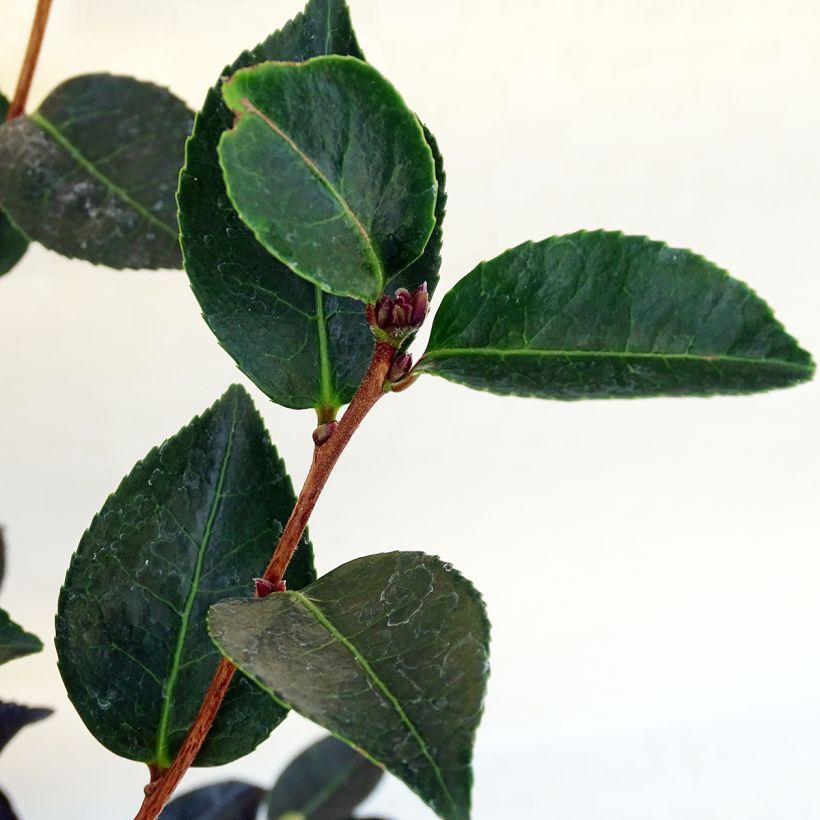 Camellia sasanqua Narumi Gaita - Camelia de otoño (Follaje)