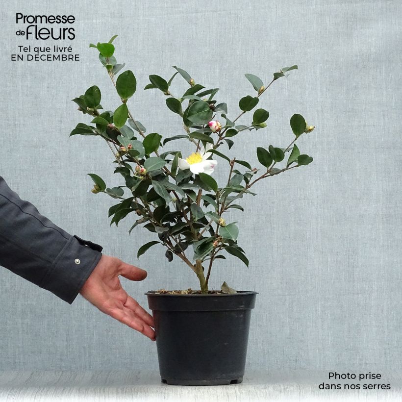 Camelia d'automne - Camelia sasanqua Narumi Gaita Pot de 4L/5L Ejemplar entregado en invierno