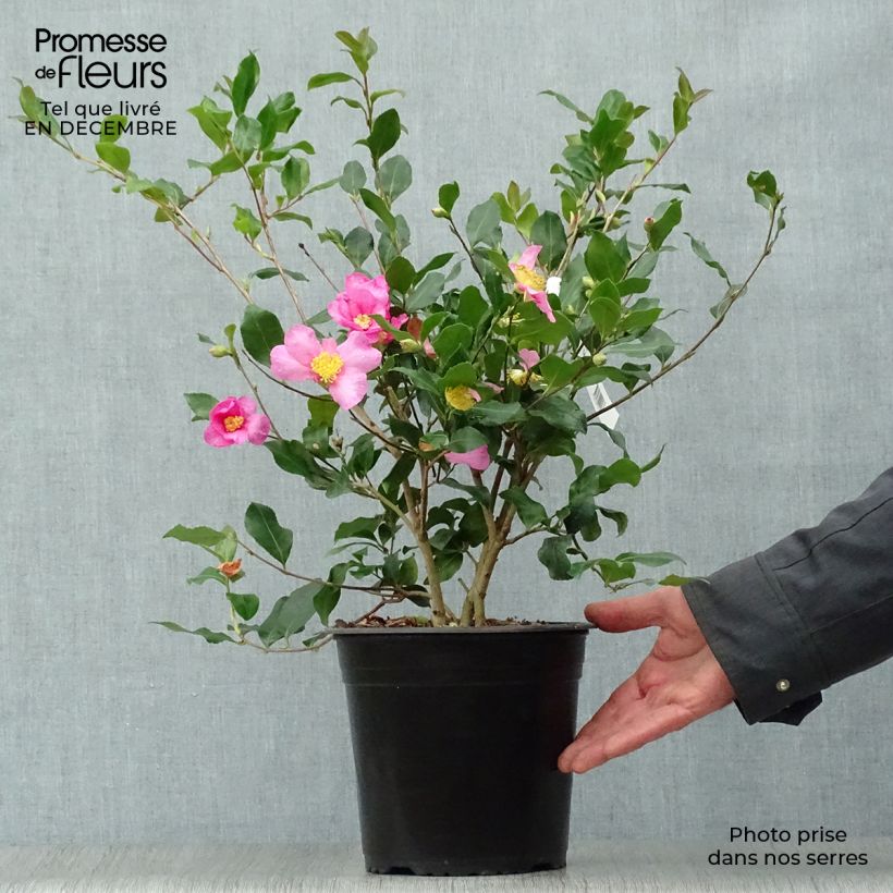 Camélia d'automne - Camellia sasanqua Cleopatra Pot de 3L/4L Ejemplar entregado en invierno