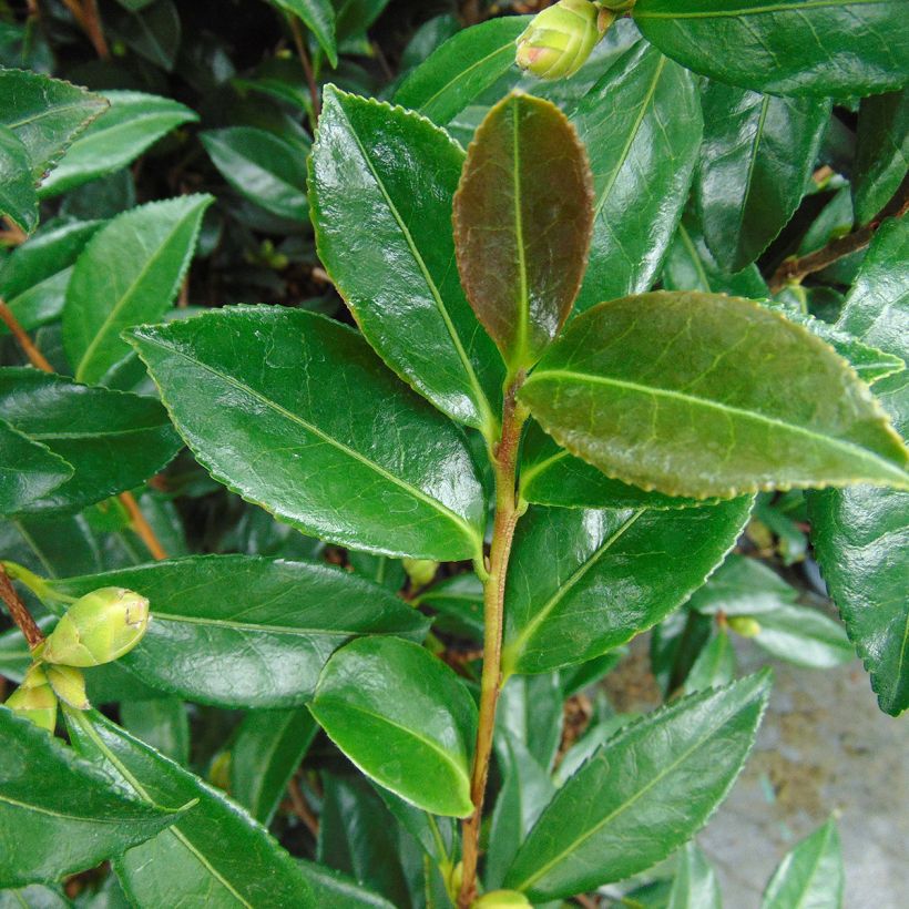 Camellia sasanqua Early Pearly - Camelia de otoño (Follaje)