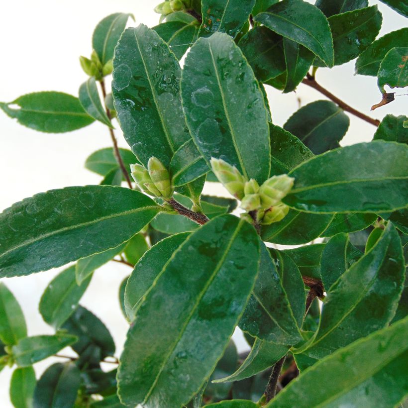 Camellia sasanqua Frosted Star - Camelia de otoño (Follaje)