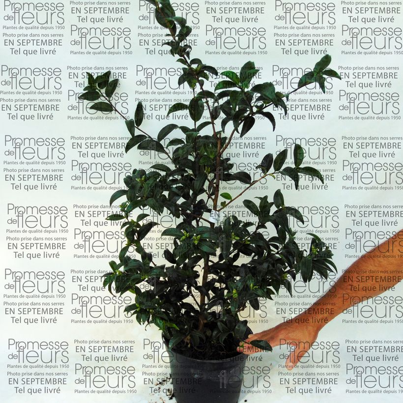 Ejemplo de ejemplar de Camelia d'automne - Camellia sasanqua Frosted Star Pot de 4L/5L tal y como se entrega