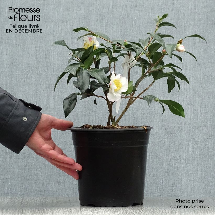 Camélia d'automne - Camellia sasanqua Hinode-Gumo Pot de 4L/5L Ejemplar entregado en invierno