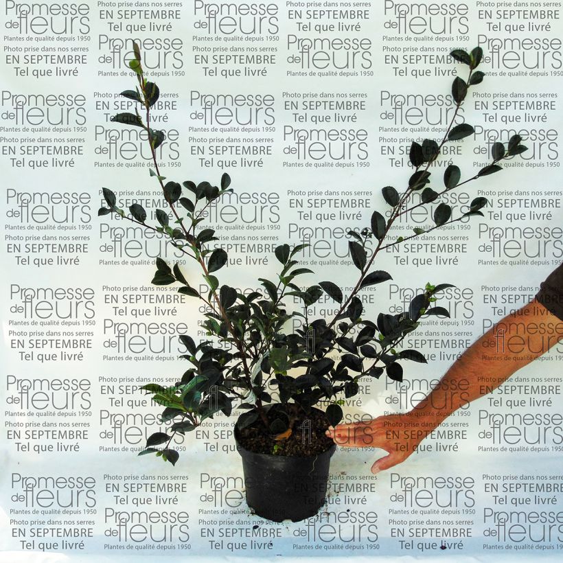 Ejemplo de ejemplar de Camélia d'automne - Camellia sasanqua Setsugekka Pot de 4L/5L tal y como se entrega