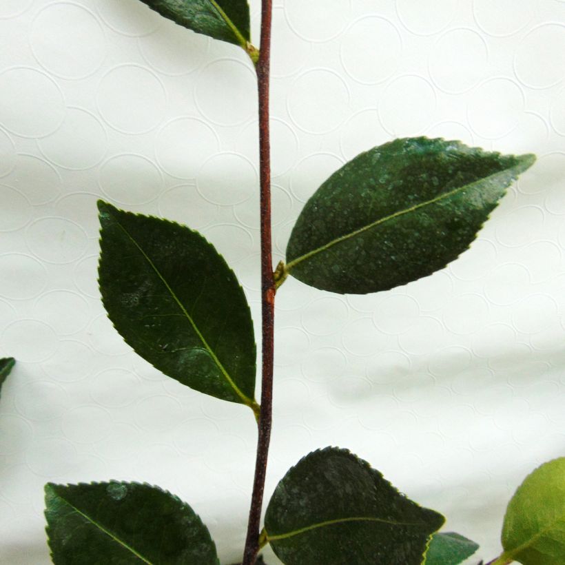 Camellia sasanqua Showa no Sakae - Camelia de otoño (Follaje)