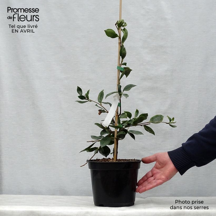 Camélia d automne - Camellia sasanqua Showa no Sakae Pot de 4L/5L Ejemplar entregado en la primavera