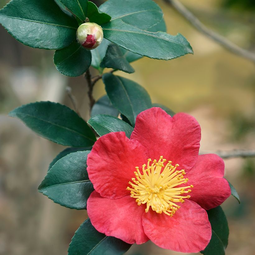 Camellia Yuletide (Follaje)