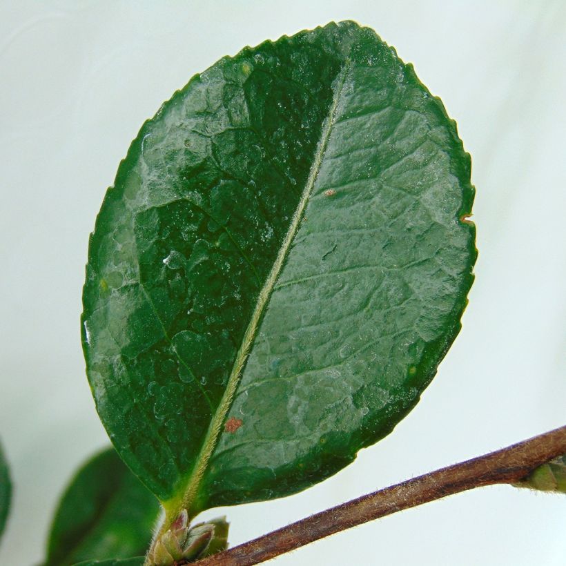 Camellia hiemalis Bonanza (Follaje)