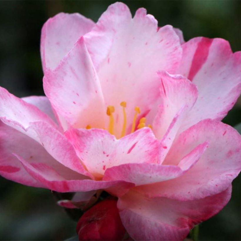 Camellia sasanqua Stars'n Stripes - Camelia de otoño (Floración)