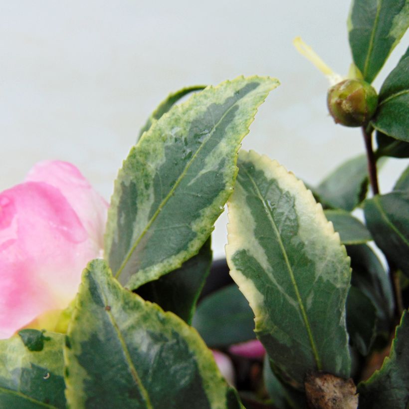 Camellia sasanqua Variegata - Camelia de otoño (Follaje)