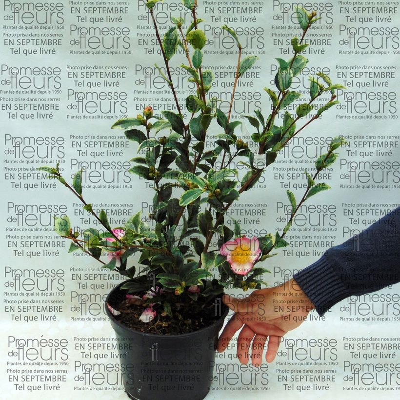 Ejemplo de ejemplar de Camélia d'automne panaché - Camelia sasanqua Variegata  Pot de 4L/5L tal y como se entrega