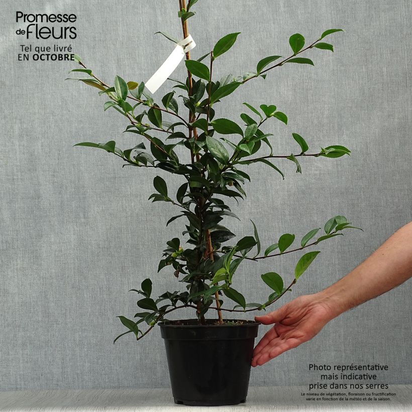 Ejemplar de Camélia d'automne - Camellia sasanqua Early Pearly Pot de 4L/5L entregado en otoño