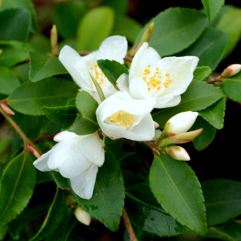 Camellia lutchuensis (Floración)