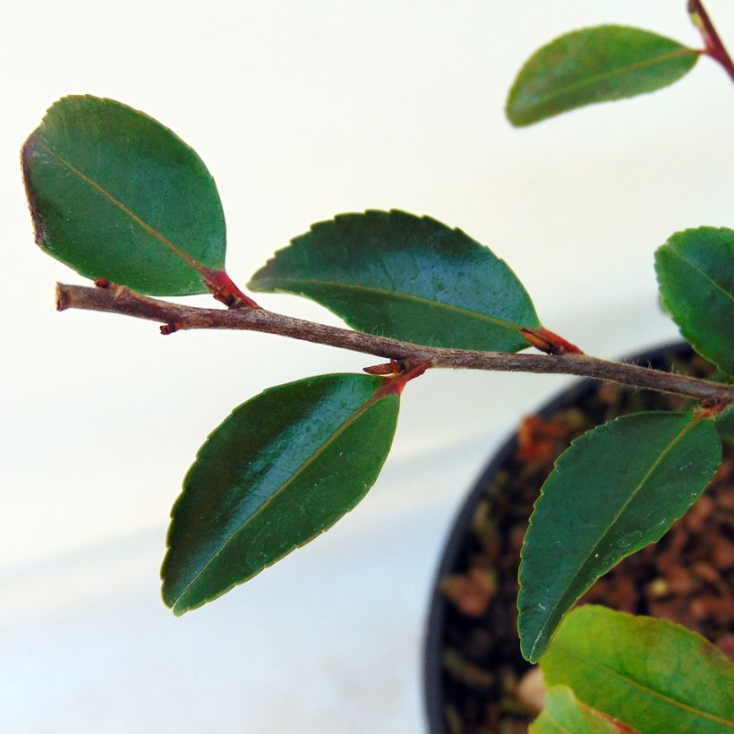 Camellia lutchuensis (Follaje)