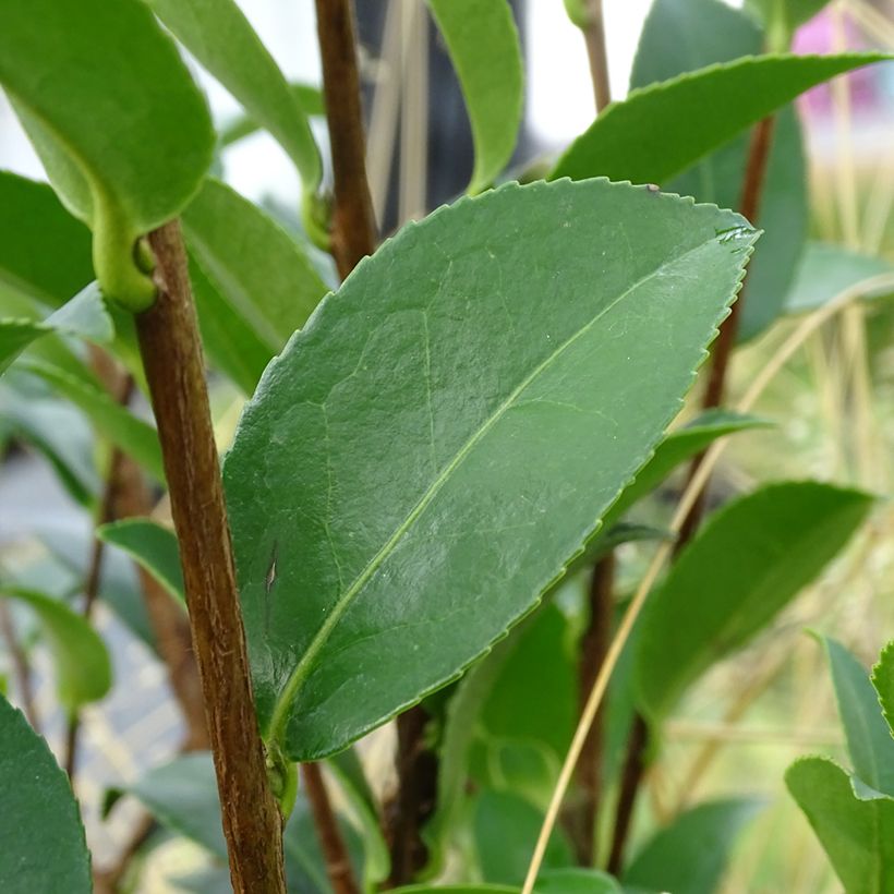 Camellia sasanqua Kanjiro - Camelia de otoño (Follaje)