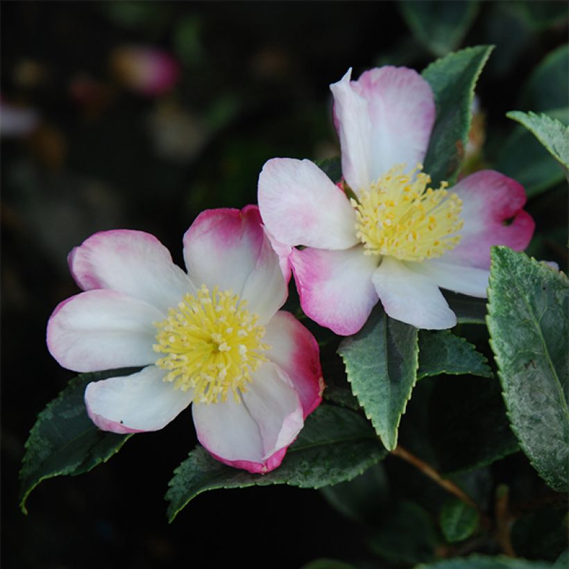 Camellia sasanqua Variegata - Camelia de otoño (Floración)