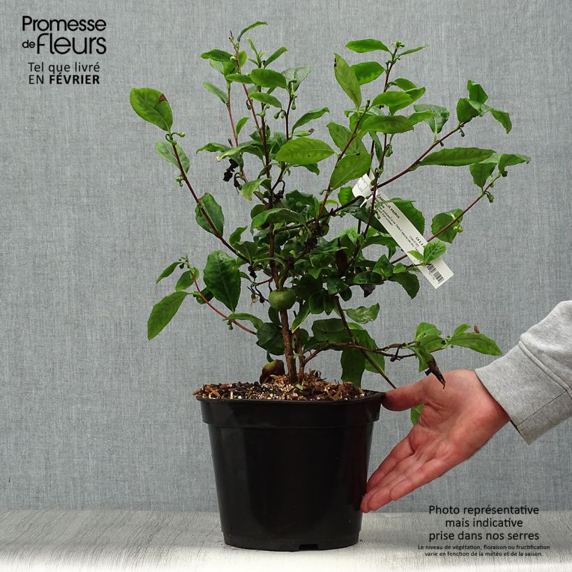 Ejemplar de Camélia sinensis - Théier Pot de 4L/5L entregado en otoño