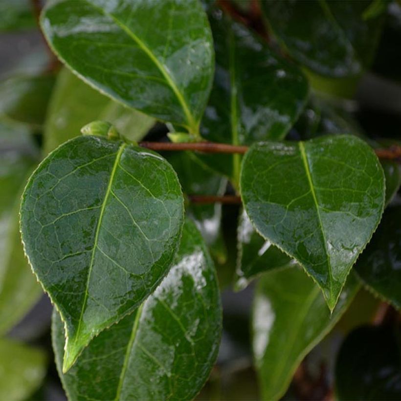 Camellia Botanyuki (Follaje)