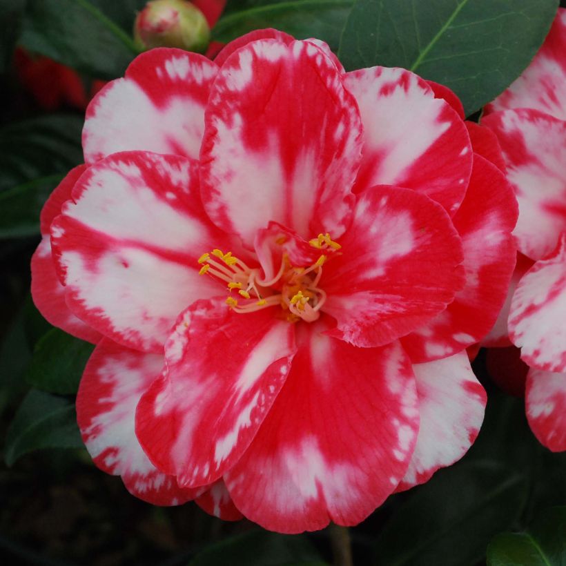 Camellia japonica Donckelarii (Floración)