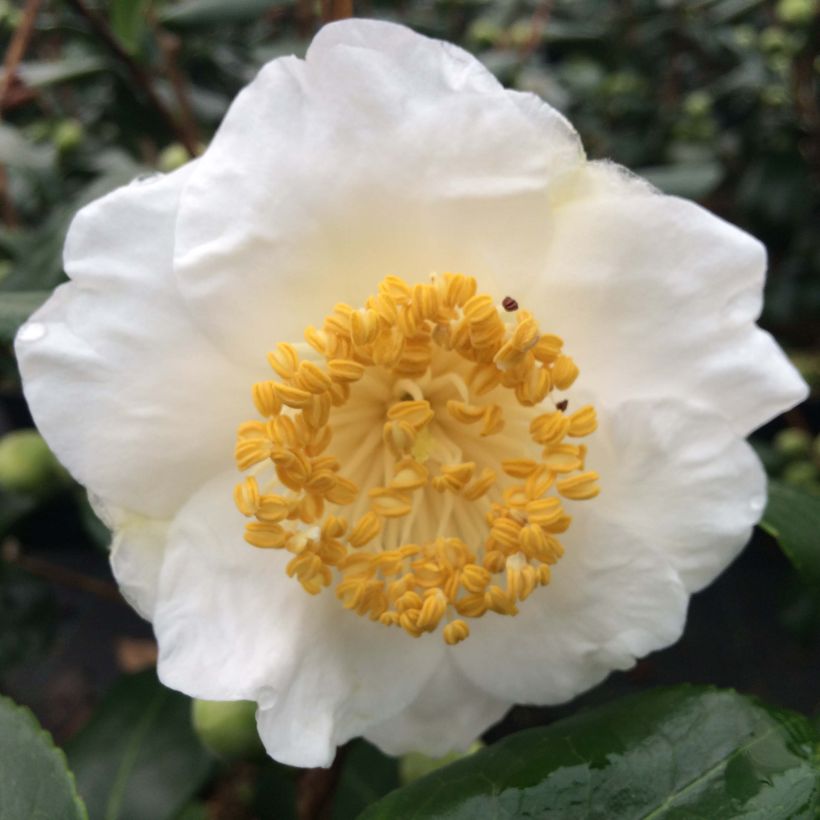 Camellia japonica de Higo Fuji (Floración)