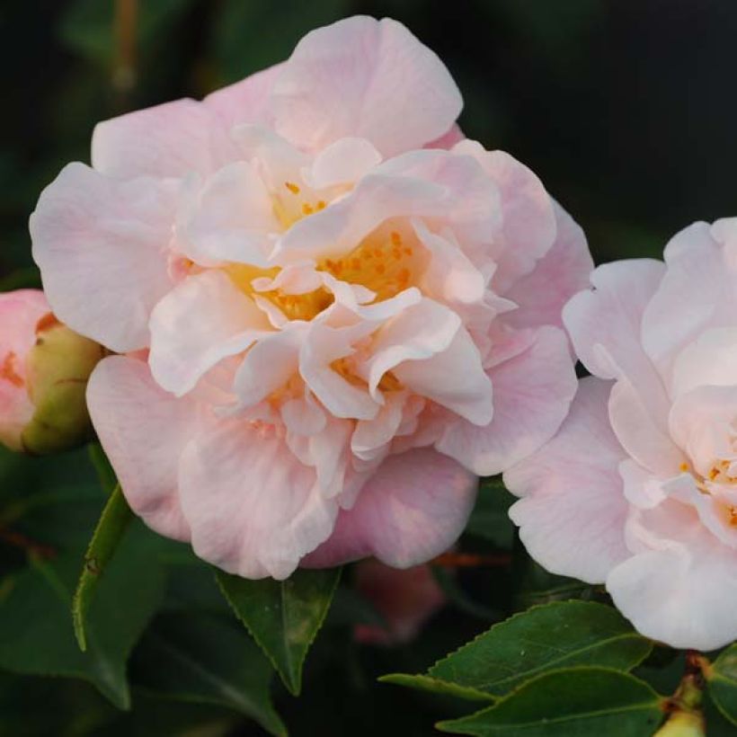 Camellia lutchuensis High Fragrance (Floración)