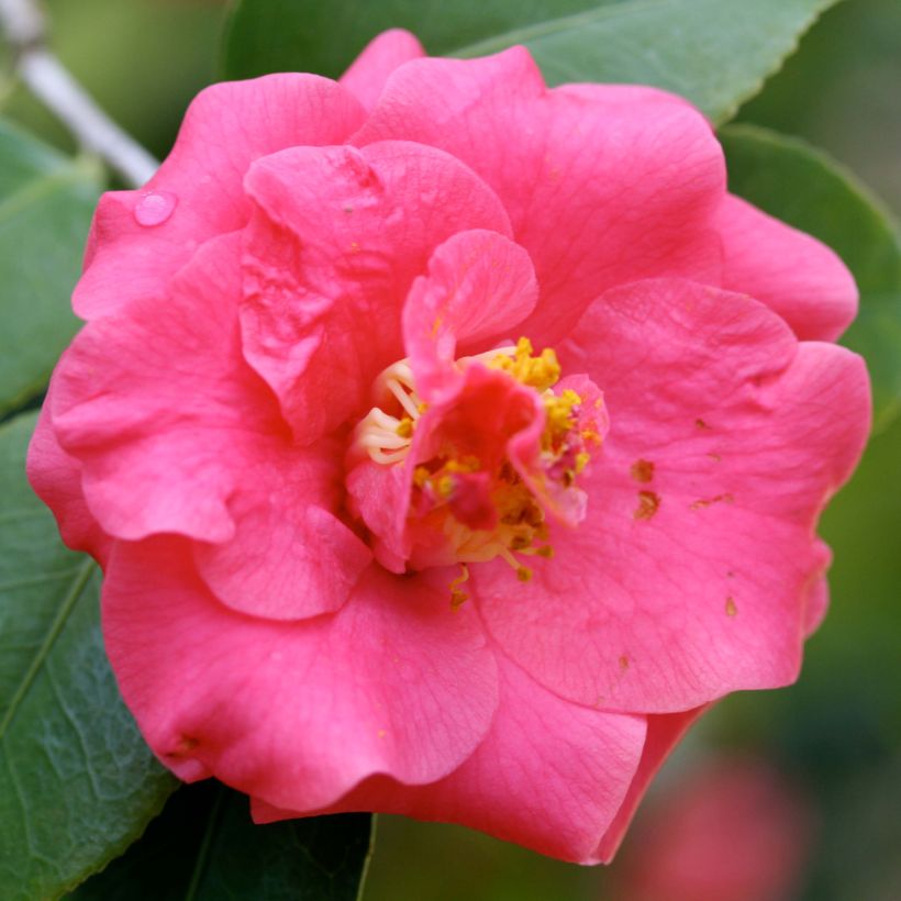 Camellia japonica Lady Campbell (Floración)