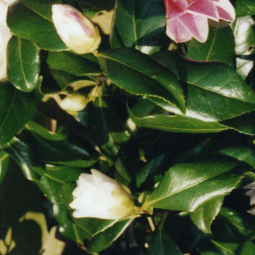 Camellia japonica Lady Vansittart (Follaje)