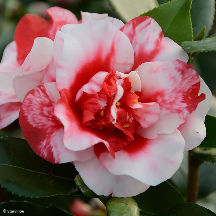 Camellia japonica Midnight Variegated (Floración)