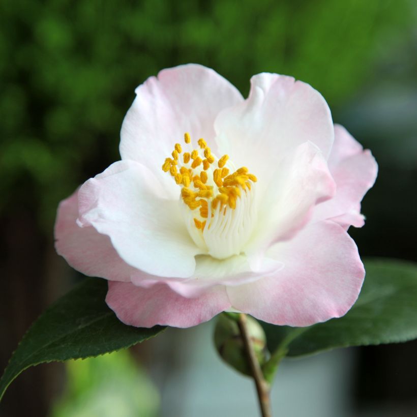 Camellia transnokoensis Transtasman (Floración)