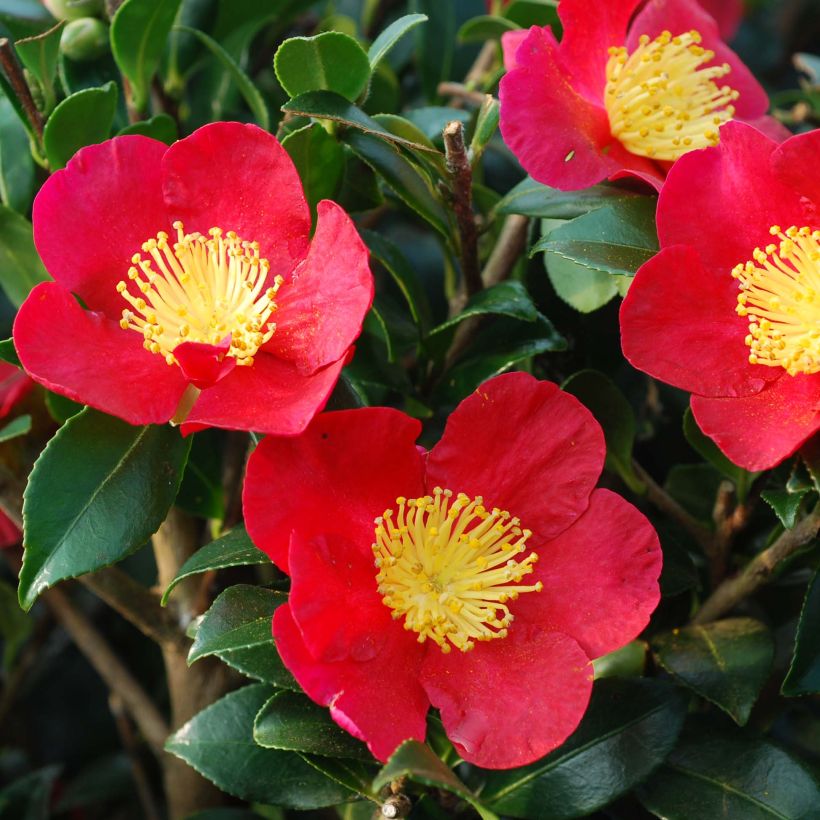 Camellia Yuletide (Floración)