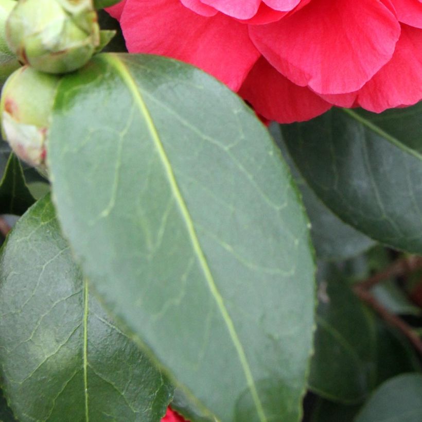 Camellia japonica Blood of China (Follaje)